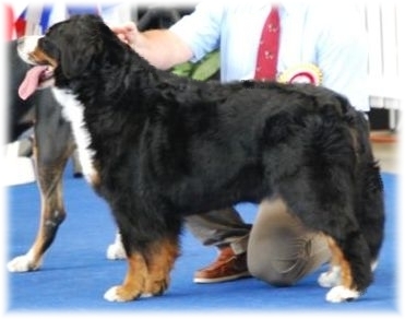 Cacib Oberwart (A) 1 Ecc , Cac , Cacib , BOB 
