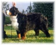 Clicca sulla foto /  Click on the photo 