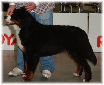 La sua prima Expò .... Cacib Cremona