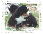 CUCCIOLI DI BERNESE A 30 GIORNI