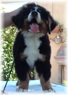 CHILI PEPPER A 2 MESI