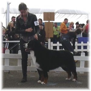 CONTE SERK Cacib -Viterbo BOB