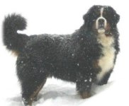 Il suo allevamento , la sua pagina / Your Kennel , Your page