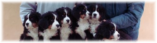 CUCCIOLATA     B 