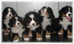 Clicca sulla foto per vedere  la pagina della Cucciolata  A