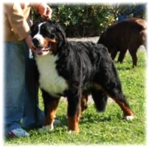 CRAZY BEAR a 11 mesi - CACIB Livorno 1° ecc miglior giovane