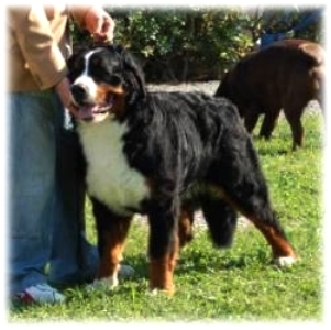 CRAZY BEAR a 11 mesi  - CACIB Livorno  1 ecc miglior giovane 