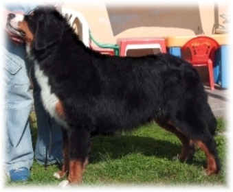 DOLCE NERA A   9 MESI 
