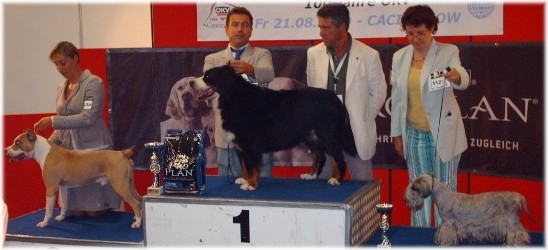 CACIB WELS - 1°BIS VETERANI