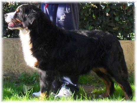 DOLCE NERA a 5 anni