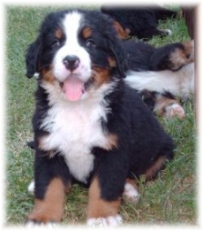 DYLAN DOG a 4 mesi