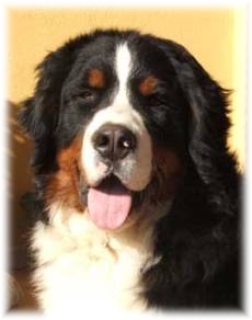 FRANKIE  a 10 Mesi