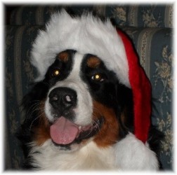 NATALE 2009 