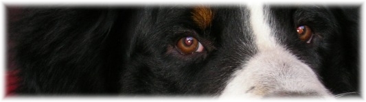 CUCCIOLATA    M - i  4 maschi 