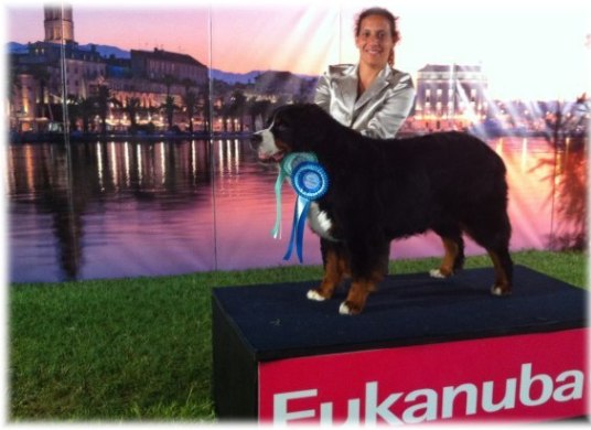 4 SUMMER NIGHT DOG SHOWS