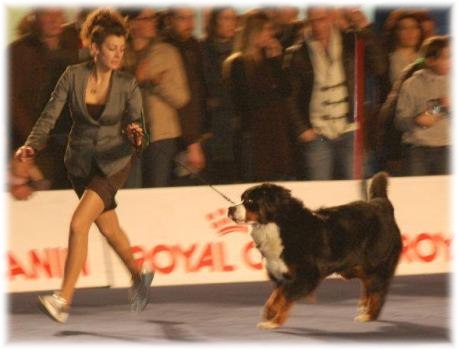 JOJOLUNA - Cacib Arezzo , 3° BOG