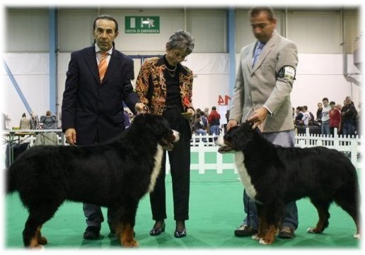 Cacib Busto Arsizio - 1° Ecc. Cac , Cacib , BOS