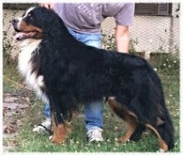 Il suo Pedigree