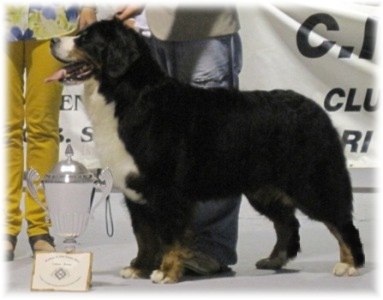 Ch.ALPENLIEBE - 1 EXC,  BOB ,  Miglior femmina  ,  Trofeo ABBERTeL 2012