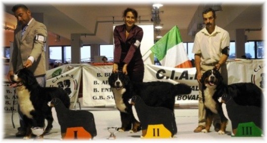 Classe Campioni Femmine - 1° ALPENLIEBE . 2° JOJOLUNA