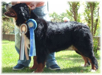 ALPENLIEBE 1° Ecc , Cac , Cacib , Bob
