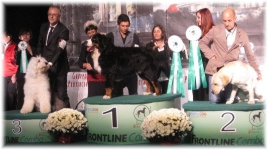 Busto Arsizio - 1° Ecc , Miglior Giovane . BIS Giovani - Handler M.Scutari