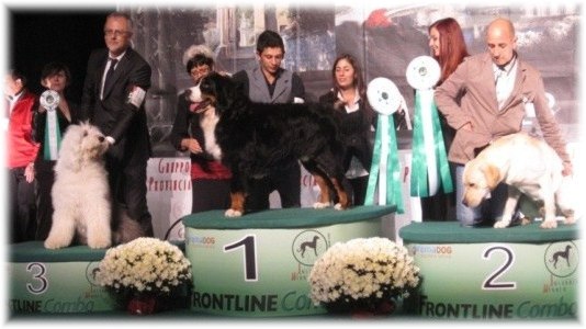 Busto Arsizio - 1 Ecc , Miglior Giovane . BIS Giovani - Handler M.Scutari