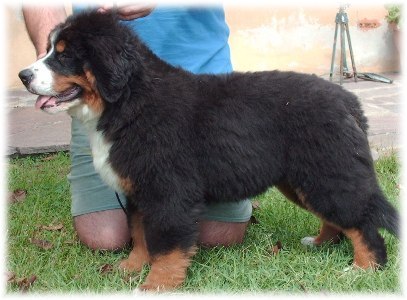 LUCY VAN PELT a 4 mesi