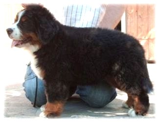 LUCY VAN PELT a 2 mesi