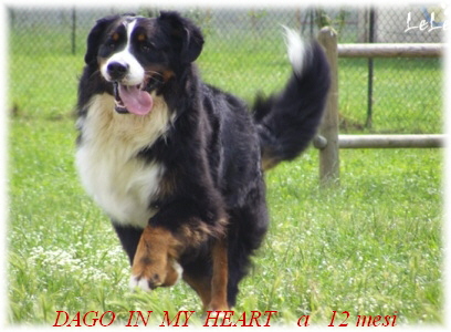 DAGO  IN  MY  HEART    a   12 mesi