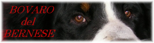 KENNEL  BERNER SENNENHUND