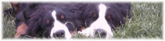ALPENLIEBE    E    DARKPRIMROSE