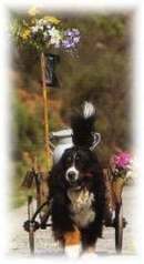 BOVARO DEL BERNESE- BERNER SENNENHUND - BERNER MOUNTAIN DOG - BOUVIER BERNOIS