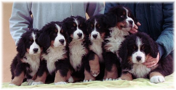 CUCCIOLI DI BOVARO DEL BERNESE A 2 MESI