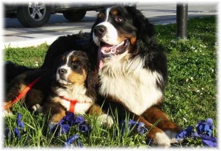 DAGO ( dx ) in compagnia di Lilli ( sx )