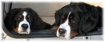 CHILIPEPPER   E   ALPENLIBE 